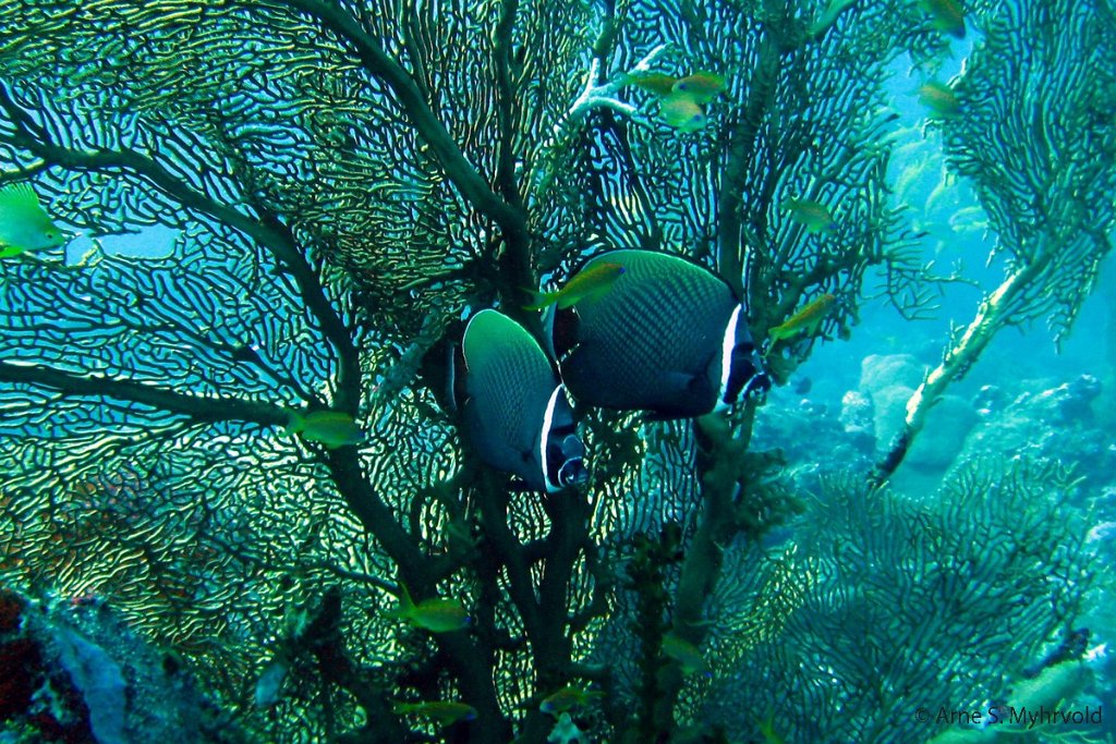 2007 - Similan Shark Fin Reef(10).jpg